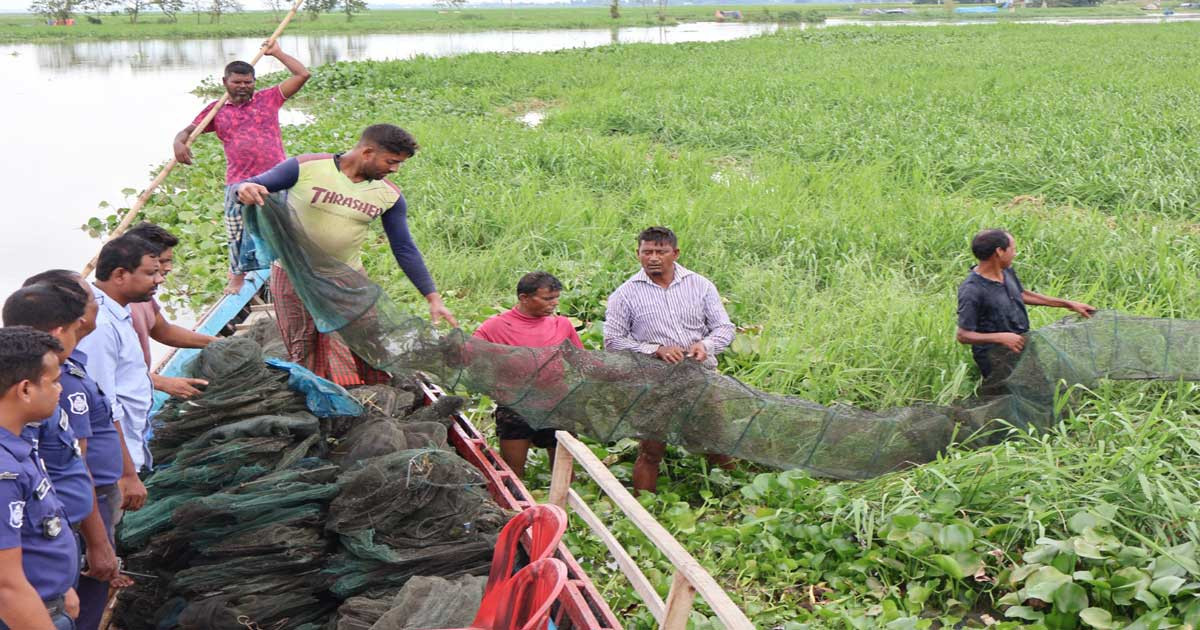 চলনবিলে পাঁচ লাখ টাকা মূল্যের নিষিদ্ধ চায়না জাল অপসারণ