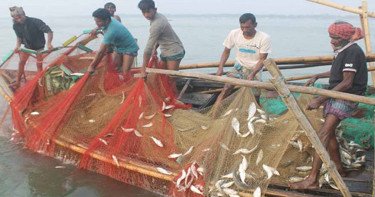 ১৩ অক্টোবর থেকে ২২ দিন ইলিশ ধরা বন্ধ