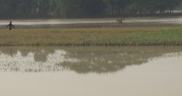 বন্যায় নেত্রকোনায় সাড়ে ৩শ কোটি টাকার আমন ফসলের ক্ষতি