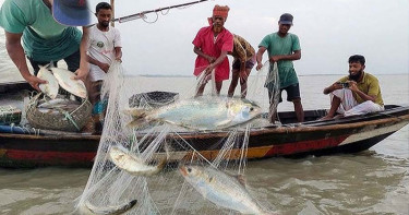 মধ্যরাত থেকে ২২ দিনের জন্য ইলিশ ধরা বন্ধ