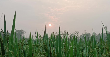 শীতের জেলা পঞ্চগড়ে মিষ্টি শীতের আমেজ