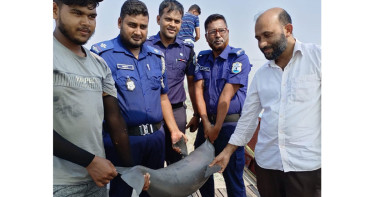 পদ্মা নদীতে অবৈধ জাল থেকে মৃত ডলফিন উদ্ধার