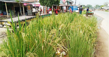 সংস্কারের প্রতিবাদ জানিয়ে মহাসড়কে ধানচাষ