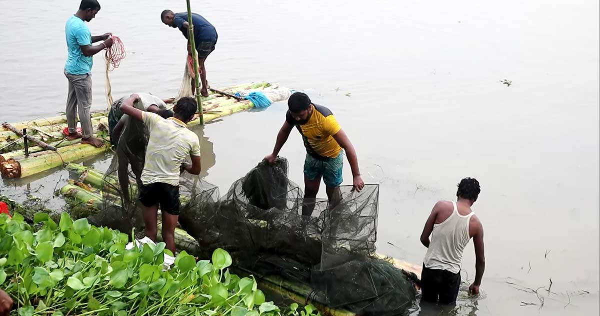 ঠাকুরগাঁওয়ে বুড়ির বাঁধে মাছ ধরার উৎসব