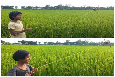 ঠাকুরগাঁওয়ে আমন ক্ষেতে ঝাঁকে ঝাঁকে পাখি, ফসল রক্ষায় পাহারা