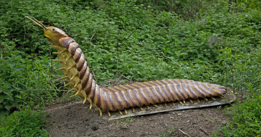 কেমন ছিল পৃথিবীর বৃহত্তম অমেরুদণ্ডী প্রাণী