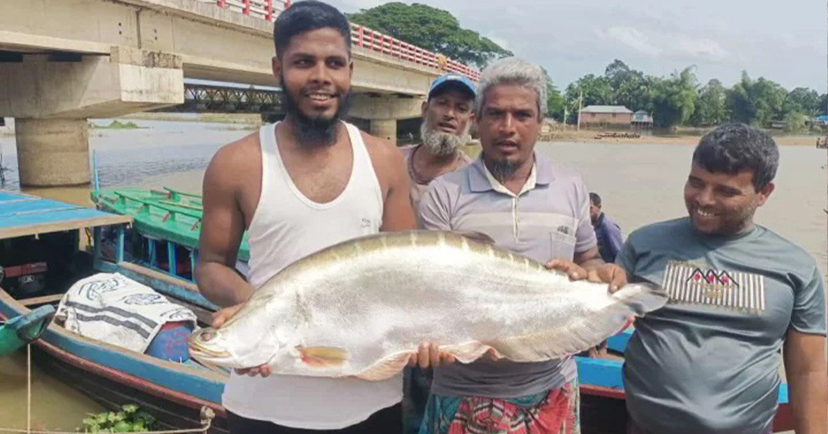 কাপ্তাই হ্রদে ১২ কেজি ওজনের বিরল চিতল মাছ ধরা পড়েছে