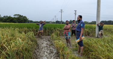 ধানক্ষেত থেকে অর্ধগলিত অজ্ঞাত যুবতীর লাশ উদ্ধার