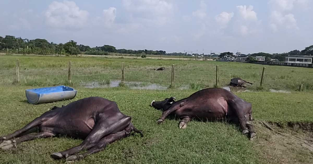 সরকারি প্রজনন খামারে ১৮ মহিষের রহস্যজনক মৃত্যু