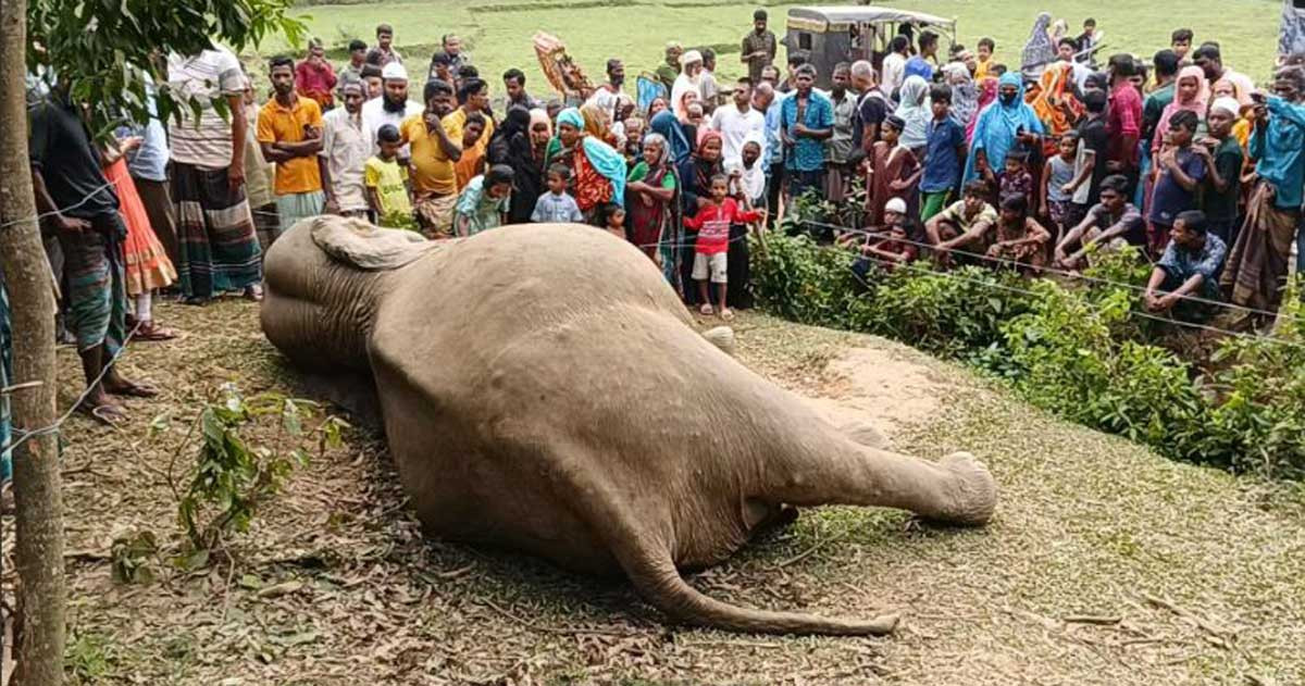 বিদ্যুৎস্পৃষ্ট হয়ে হাতির মৃত্যু, ক্ষিপ্ত হয়ে অন্য হাতিদের তাণ্ডব