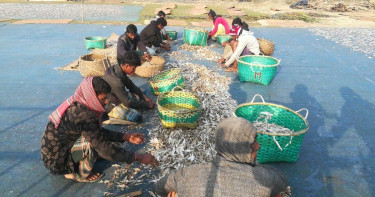 দুবলার চরে শুঁটকির মৌসুম শুরু