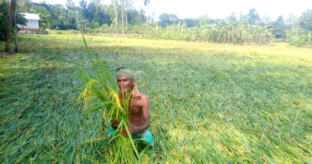 টাঙ্গাইলে শিলাবৃষ্টিতে পাকা ধানের ব্যাপক ক্ষতি, দিশেহারা কৃষক