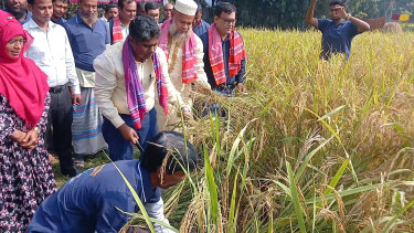 ধান চাষে সার প্রয়োগযন্ত্রের ব্যবহারে বাড়ছে ফলন