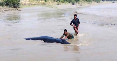 নোয়াখালীর ডুবোচরে ভেসে এলো বিশালাকৃতির তিমি