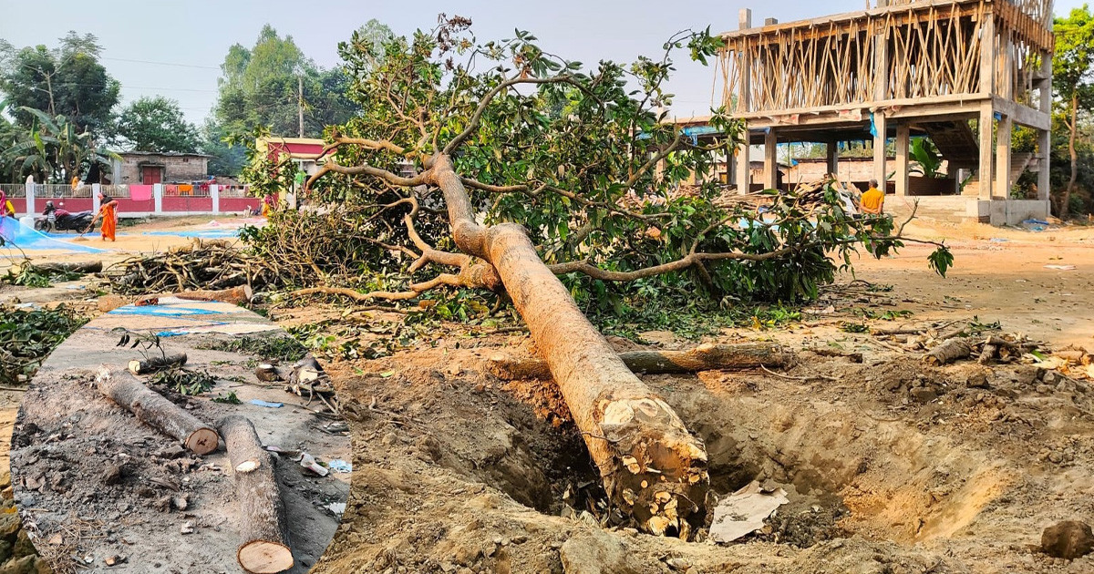 ঠাকুরগাঁওয়ে অনৈতিকভাবে কর্তনকৃত গাছ জব্দ করলো প্রশাসন