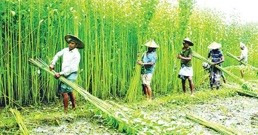 সুদিন ফেরাতে সোনালি আঁশেই ভরসা