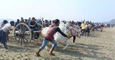 ঝিনাইদহে গ্রাম বাংলার ঐতিহ্যবাহী গরুর গাড়ির দৌড় প্রতিযোগিতা