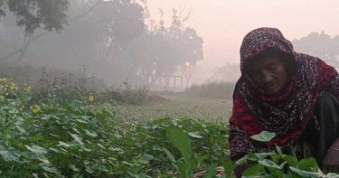 পঞ্চগড়ে মৃদু শৈত্যর দিন ঝলমলে রোদে হারিয়েছে কুয়াশা