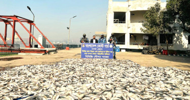 নারায়ণগঞ্জে কোস্ট গার্ডের অভিযানে প্রায় সাড়ে ৩ টন জাটকা জব্দ