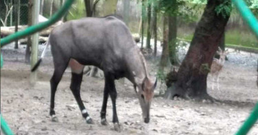 সাফারি পার্ক থেকে যেভাবে পালিয়েছে নীলগাই