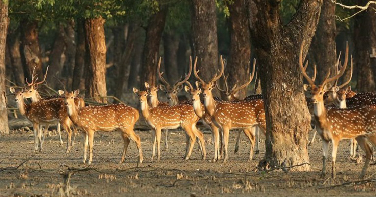 সুন্দরবনে হরিণ শিকার বন্ধে বন বিভাগের ১১ দফা পরিকল্পনা