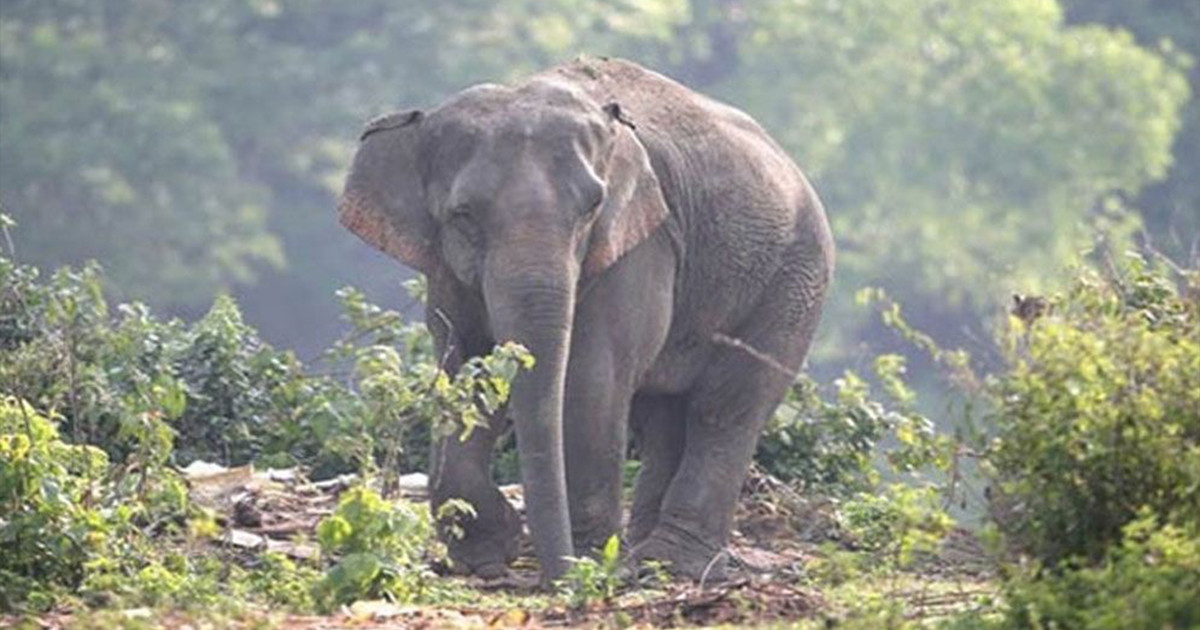 লামায় খাবারের খোঁজে লোকালয়ে বন্যহাতির আক্রমণ, শ্রমিক নিহত