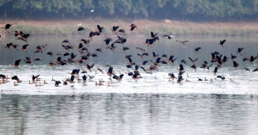 অতিথি পাখির কলতানে মুখরিত রামরাই দিঘি