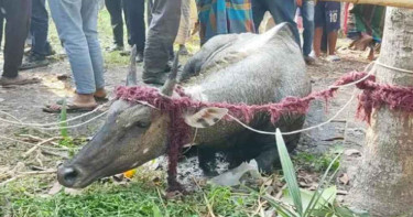 নাটোরে বিরল প্রজাতির নীলগাই উদ্ধার