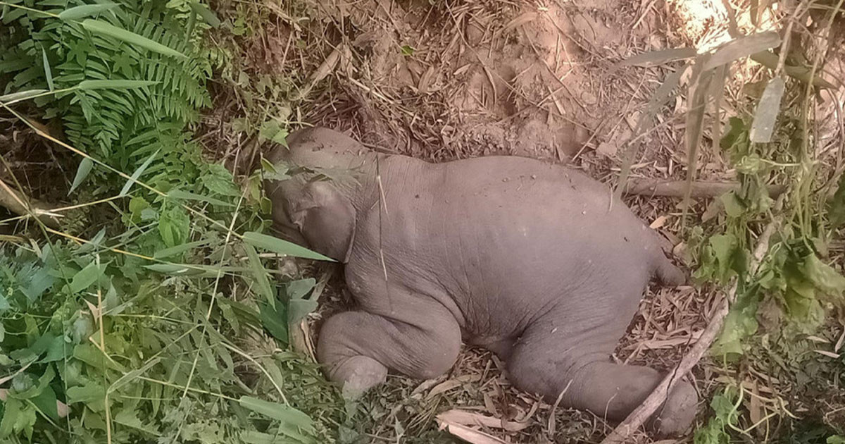 রাঙামাটিতে মুমূর্ষু অবস্থায় খাল থেকে হাতির শাবক উদ্ধার