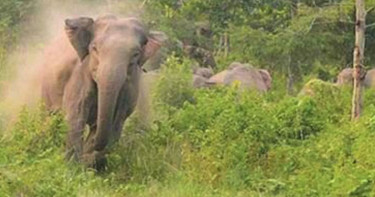 লোহাগাড়ায় হাতির আক্রমণে প্রাণ গেল নারীর