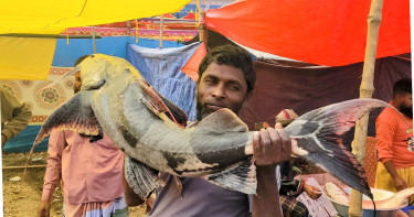 বগুড়ায় শুরু ৩শ বছরের ঐতিহ্যবাহী পোড়াদহ মাছের মেলা