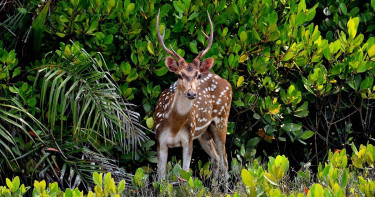 সুন্দরবন রক্ষায় ৯ দাবি