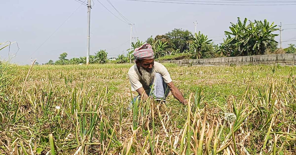 পেঁয়াজের দামে হতাশ চাষিরা, গুনতে হচ্ছে মোটা লোকসান