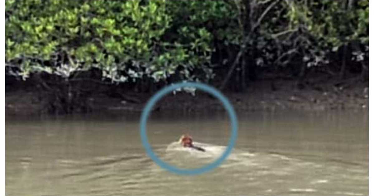 সুন্দরবনে প্রায়শই মিলছে বাঘের দেখা