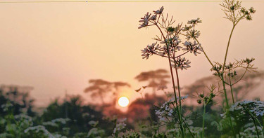 ধনিয়ায় স্বপ্ন বুনছেন শরীয়তপুরের চাষিরা