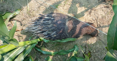 নিজেদের পাতানো বৈদ্যুতিক ফাঁদে প্রাণ গেলো স্বামী-স্ত্রীর