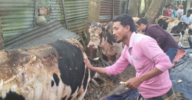 নোয়াখালীতে গরুর খামারে আগুন দিয়েছে দুর্বৃত্তরা