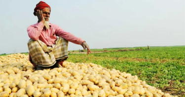 আলু নয়, হিমাগারে থাকবে যেন ‘সোনা’!