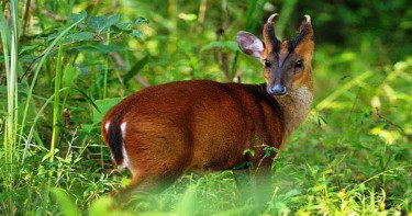 বিশ্ব বন্যপ্রাণী দিবস আজ: লাউয়াছড়ায় উদ্ধার সাড়ে ৩ শতাধিক প্রাণী