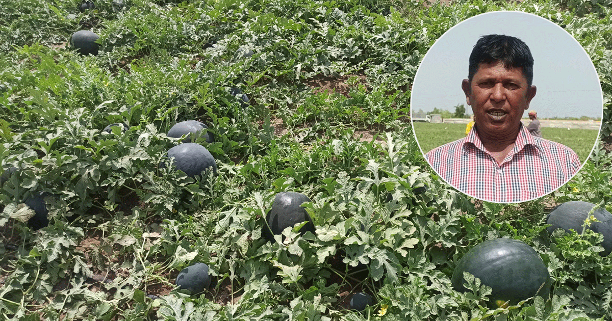 তরমুজ চাষে ওমানে বাংলাদেশি কৃষকের সাফল্য