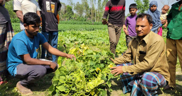 কুমড়া গাছের ডগা যেন দু-মুখো সাপ, দেখতে মানুষের ঢল