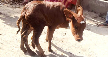 ছয় পা ওয়ালা বাছুর দেখতে জনতার ভিড়