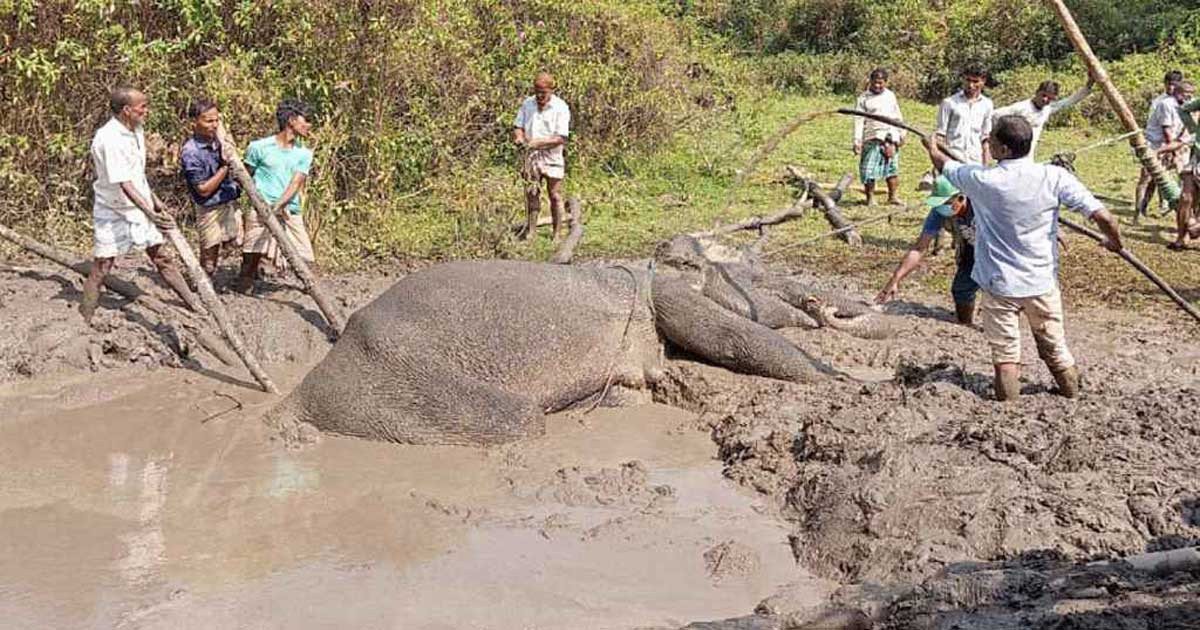 কাদায় আটকে কাতরাচ্ছিল হাতি, ৯ ঘণ্টার চেষ্টায় উদ্ধার