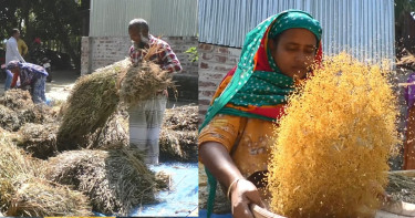 কুড়িগ্রামে কৃষক পর্যায়ে বীজ সংরক্ষণের উদ্যোগ