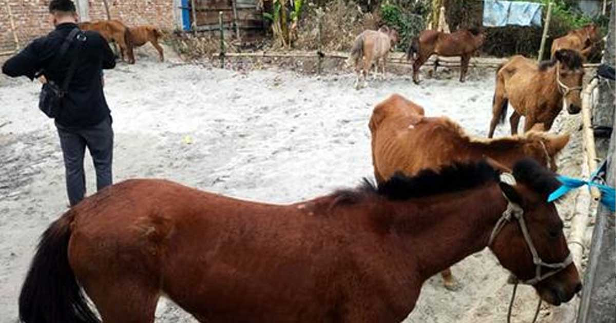 গাজীপুরে ঘোড়া জবাই ও মাংস বিক্রিতে নিষেধাজ্ঞা জারি