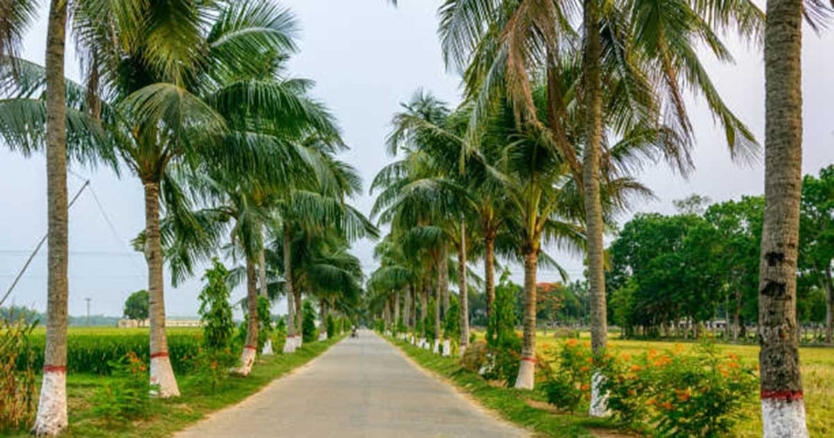 দেশে পাম জাতীয় ফলের আবাদ বৃদ্ধির পরিকল্পনা