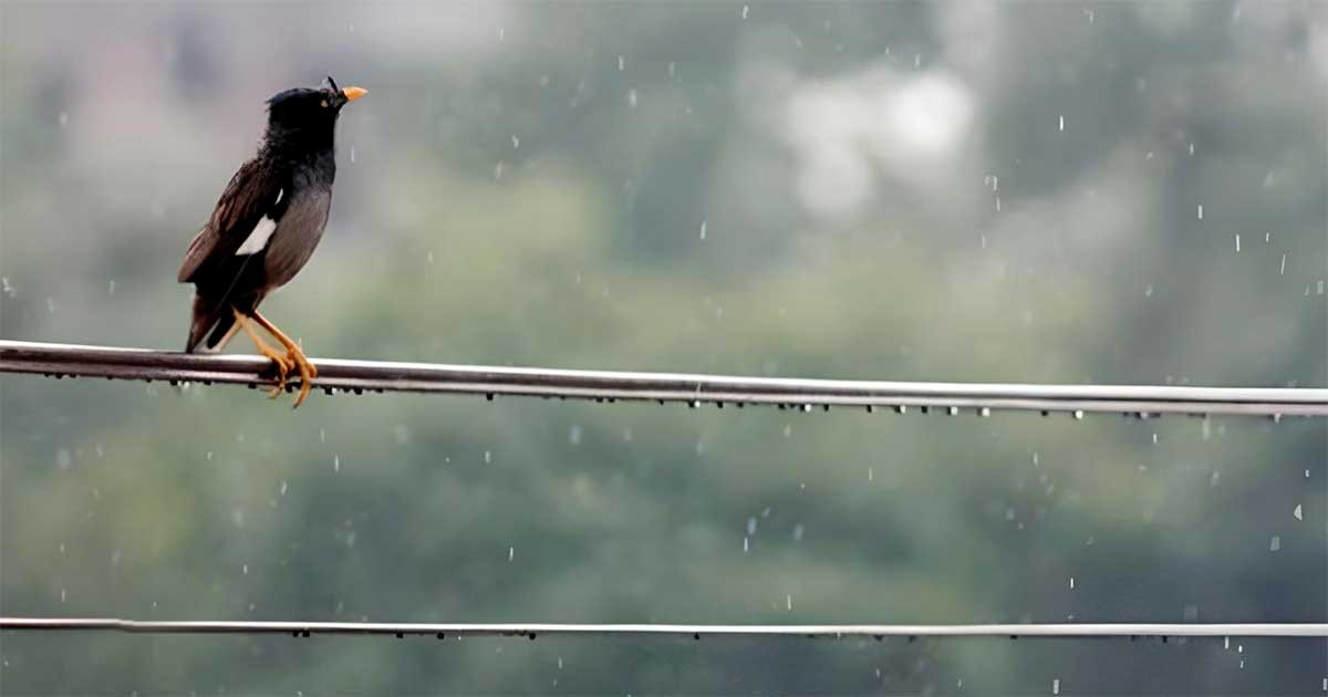 রাজধানীতে এক পশলা বৃষ্টি