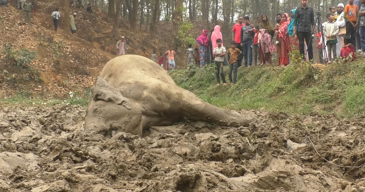 গারো পাহাড়ে ফাঁদে প্রাণ গেল হাতির