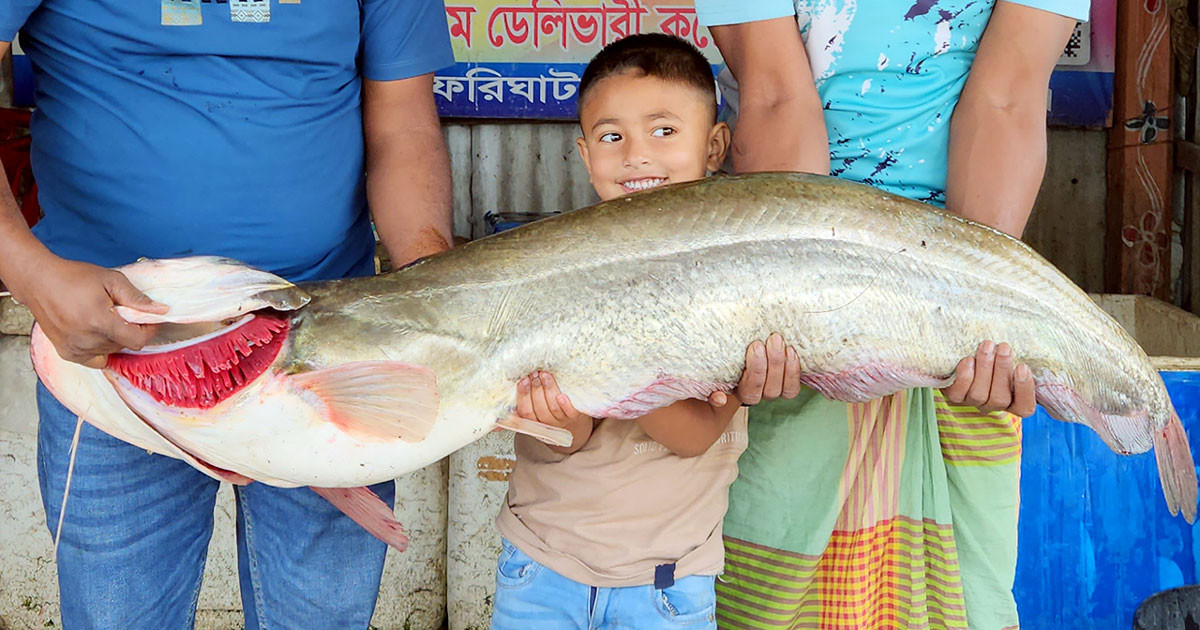 বোয়ালের দাম ৩৪ হাজার