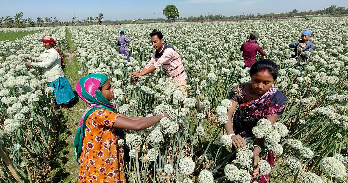 ঠাকুরগাঁওয়ে ১৫৩ কোটি টাকার ‘কালো সোনা’ উৎপাদনের সম্ভাবনা